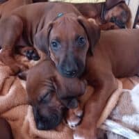 Rhodesian Ridgeback Welpen