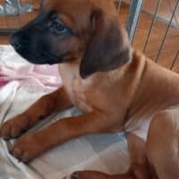 Rhodesian Ridgeback Welpen