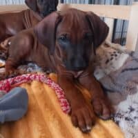 Rhodesian Ridgeback Welpen zur Abgabe bereit