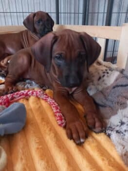 Miniaturansicht für das Anzeigenbild