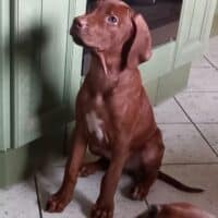 Rhodesian Ridgeback Welpen - 2 Livernose-Hündinnen abgabebereit