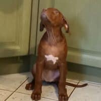 Rhodesian Ridgeback Welpen - Livernose-Hündin zur Abgabe