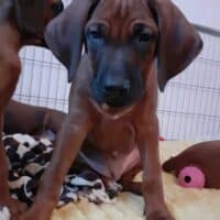 Rhodesian Ridgeback Welpen zur Abgabe bereit
