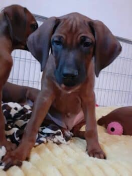 Rhodesian Ridgeback Welpen zur Abgabe bereit