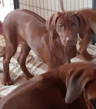 Rhodesian Ridgeback Welpen - Livernose-Hündin zur Abgabe