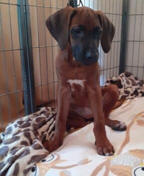 Rhodesian Ridgeback Welpen zur Abgabe bereit
