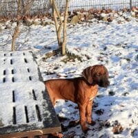 Rhodesian Ridgeback Welpen/Hündinnen zur Abgabe bereit