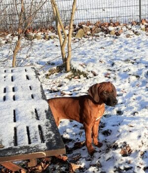 Miniaturansicht für das Anzeigenbild