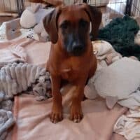 Rhodesian Ridgeback Welpen/Hündin zur Abgabe bereit