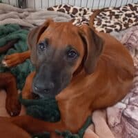 Rhodesian Ridgeback Welpen - Hündin zur Abgabe bereit