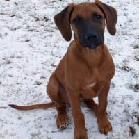 Rhodesian Ridgeback Welpen - Hündin zur Abgabe bereit