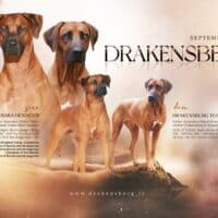 Rhodesian Ridgeback Welpen mit FCI Papieren