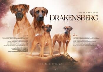 Rhodesian Ridgeback Welpen mit FCI Papieren