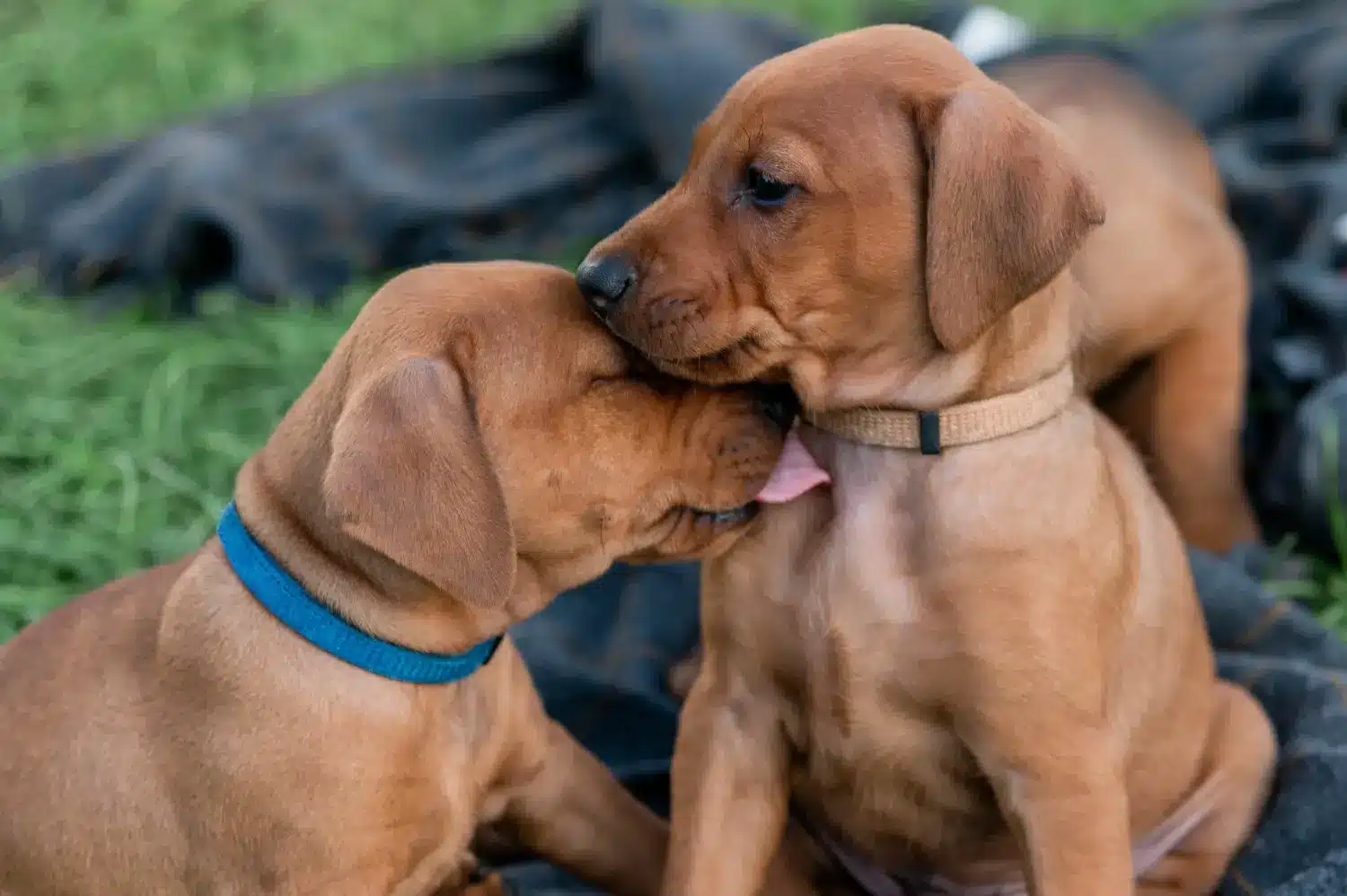 Einen Rhodesian Ridgeback Welpen zu kaufen, bedeutet Verantwortung zu übernehmen! Rhodesian Ridgeback Welpen kaufen.
