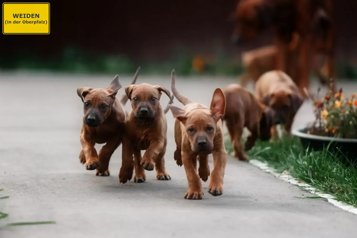 Rhodesian Ridgeback Welpen und Züchter Weiden in der Oberpfalz Hier findest Du Rhodesian Ridgebacks Züchter in Weiden in der Oberpfalz.