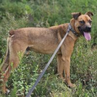 Lordas: Rüde • 50cm • 19kg