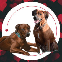 Rhodesian Ridgeback Wurfankündigung!!!!