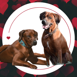 Rhodesian Ridgeback Wurfankündigung!!!!