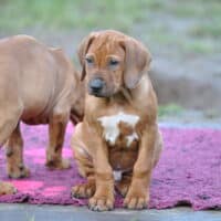 Wunderschöner Rhodesian Ridgeback Junge (12 Wochen) – kuschelig, menschenbezogen und kooperativ