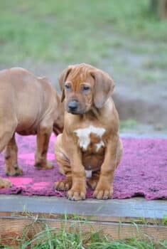 Wunderschöner Rhodesian Ridgeback Junge (12 Wochen) – kuschelig, menschenbezogen und kooperativ