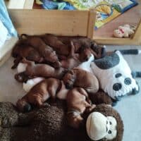 Zuckersüße Rhodesian Ridgeback Welpen