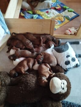 Zuckersüße Rhodesian Ridgeback Welpen