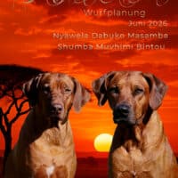 Rhodesian Ridgeback Welpen - Wurfplanung Juni 2026 - Old African Bloodlines