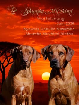Rhodesian Ridgeback Welpen - Wurfplanung Juni 2026 - Old African Bloodlines
