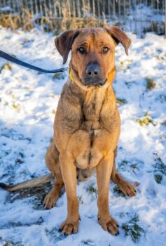 Alfred sucht seine Menschen
