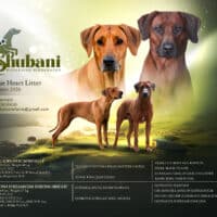 Shubani C‘oco True Heart