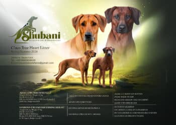 Shubani C‘oco True Heart