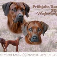 Wurfankündigung Sommer 2026