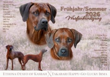 Wurfankündigung Sommer 2026