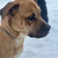 PIXIE - Wer rettet sie aus der Tötung?