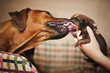dog licks newborn puppy