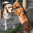 Dog greeting in animal shelter