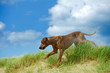 Beautiful dog rhodesian ridgeback puppy active play in sand gras