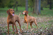 two hound dog