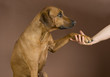 human hand is holding dogs paw, image over brown background