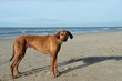 rhodesian ridgeback dog near the sea